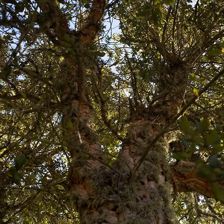 Monte Pirastru בית כפרי *